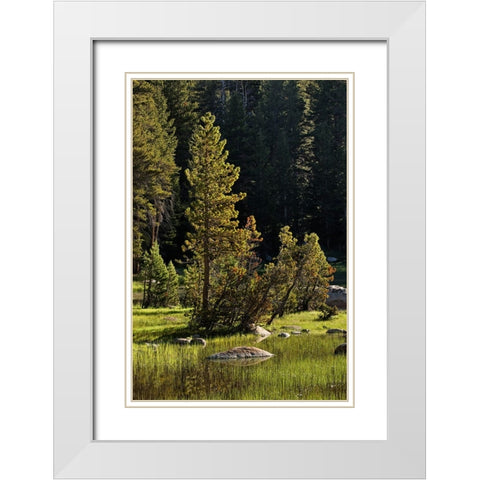 Rocks and grass at first light-Tuolumne Meadows-Yosemite National Park-California White Modern Wood Framed Art Print with Double Matting by Jones, Adam