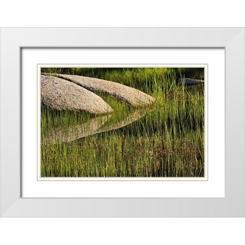Rocks and grass at first light-Tuolumne Meadows-Yosemite National Park-California White Modern Wood Framed Art Print with Double Matting by Jones, Adam
