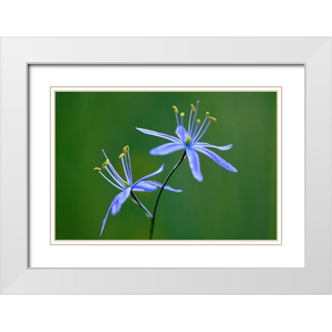 Indian Camas-Tuolumne Meadows-Yosemite National Park-California White Modern Wood Framed Art Print with Double Matting by Jones, Adam