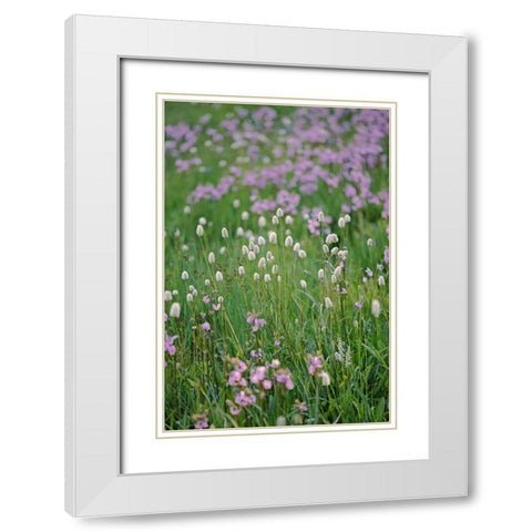 Bistort flowers Tuolumne Meadows-Yosemite National Park-California White Modern Wood Framed Art Print with Double Matting by Jones, Adam
