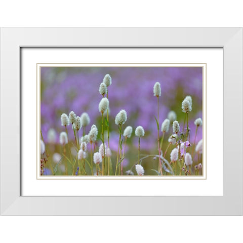 Bistort flowers Tuolumne Meadows-Yosemite National Park-California White Modern Wood Framed Art Print with Double Matting by Jones, Adam