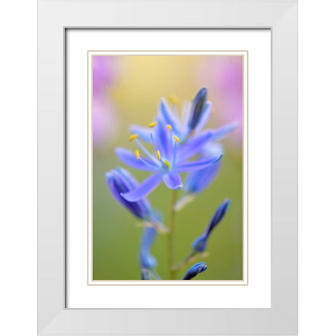 Indian Camas-Tuolumne Meadows-Yosemite National Park-California White Modern Wood Framed Art Print with Double Matting by Jones, Adam