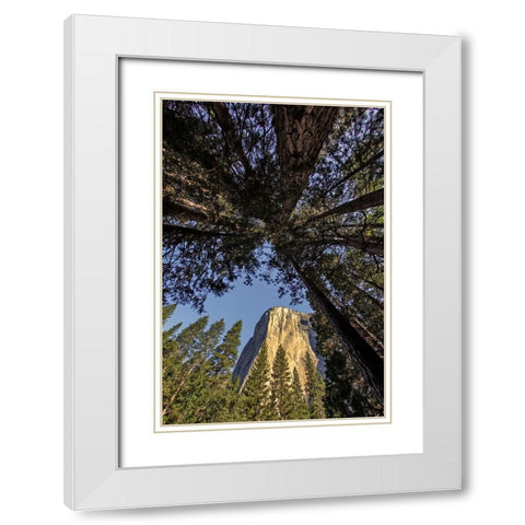 El Capitan through pine trees-Yosemite National Park-California White Modern Wood Framed Art Print with Double Matting by Jones, Adam
