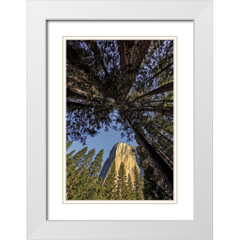 El Capitan through pine trees-Yosemite National Park-California White Modern Wood Framed Art Print with Double Matting by Jones, Adam