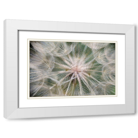 Purple Salsify seed head-Yosemite National Park-California White Modern Wood Framed Art Print with Double Matting by Jones, Adam