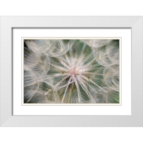 Purple Salsify seed head-Yosemite National Park-California White Modern Wood Framed Art Print with Double Matting by Jones, Adam