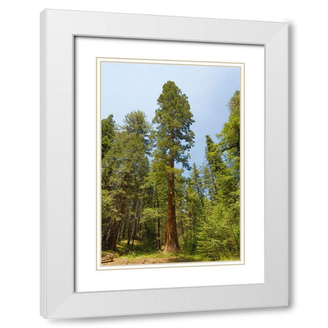Giant sequoia tree-Yosemite National Park-California White Modern Wood Framed Art Print with Double Matting by Jones, Adam