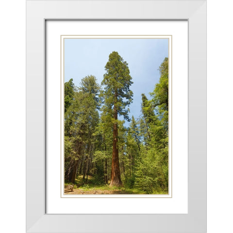Giant sequoia tree-Yosemite National Park-California White Modern Wood Framed Art Print with Double Matting by Jones, Adam