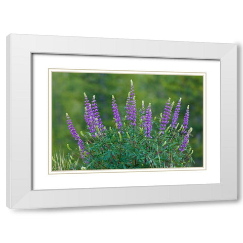 Sierra lupine-Tuolumne Meadows-Yosemite National Park-California White Modern Wood Framed Art Print with Double Matting by Jones, Adam