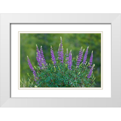 Sierra lupine-Tuolumne Meadows-Yosemite National Park-California White Modern Wood Framed Art Print with Double Matting by Jones, Adam