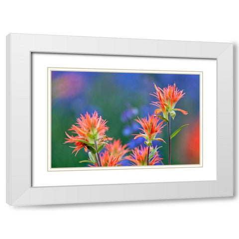 Red paintbrush-Yosemite National Park-California White Modern Wood Framed Art Print with Double Matting by Jones, Adam