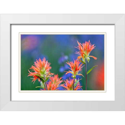 Red paintbrush-Yosemite National Park-California White Modern Wood Framed Art Print with Double Matting by Jones, Adam