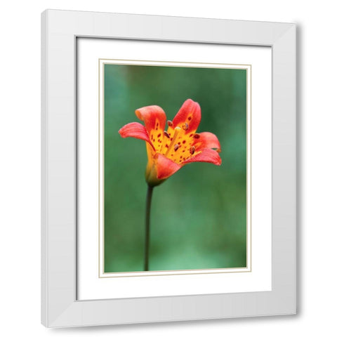 Alpine lily-Yosemite National Park-California White Modern Wood Framed Art Print with Double Matting by Jones, Adam