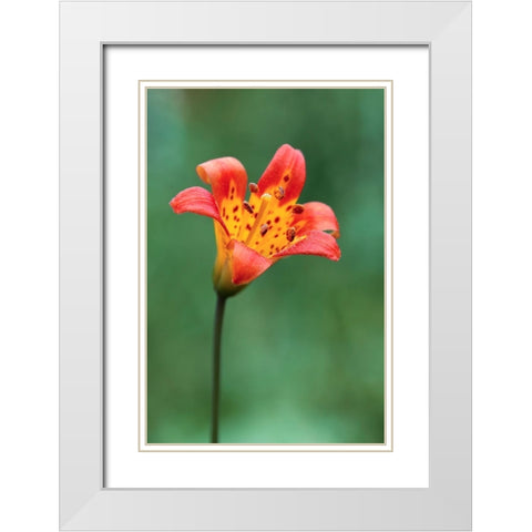 Alpine lily-Yosemite National Park-California White Modern Wood Framed Art Print with Double Matting by Jones, Adam