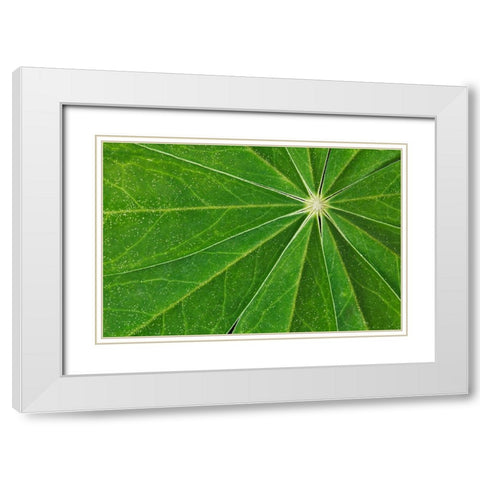 Pattern in lupine leaves-Yosemite National Park-California White Modern Wood Framed Art Print with Double Matting by Jones, Adam