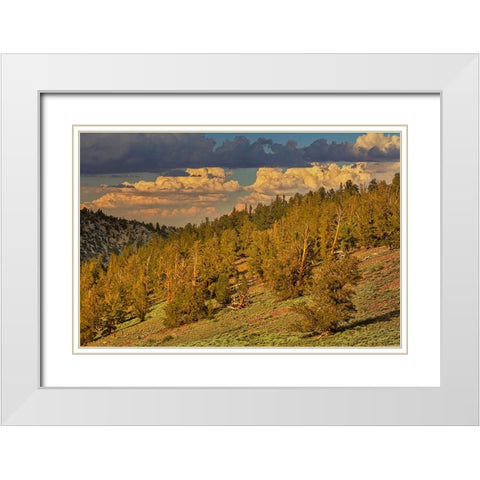 Bristlecone pine forest at sunset-White Mountains-Inyo National Forest-California White Modern Wood Framed Art Print with Double Matting by Jones, Adam
