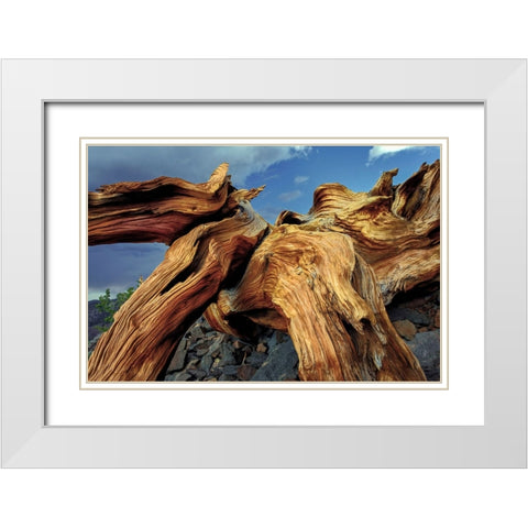 Bristlecone pine roots-White Mountains-Inyo National Forest-California White Modern Wood Framed Art Print with Double Matting by Jones, Adam