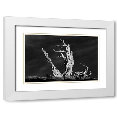 Bristlecone pine at sunset-White Mountains-Inyo National Forest-California White Modern Wood Framed Art Print with Double Matting by Jones, Adam