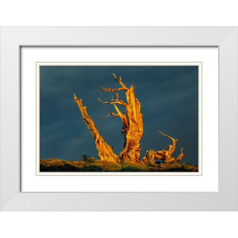 Bristlecone pine at sunset-White Mountains-Inyo National Forest-California White Modern Wood Framed Art Print with Double Matting by Jones, Adam