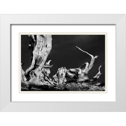 Bristlecone pine at sunset-White Mountains-Inyo National Forest-California White Modern Wood Framed Art Print with Double Matting by Jones, Adam