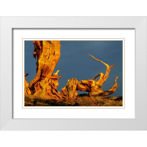 Bristlecone pine at sunset-White Mountains-Inyo National Forest-California White Modern Wood Framed Art Print with Double Matting by Jones, Adam
