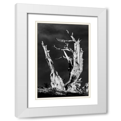 Bristlecone pine at sunset-White Mountains-Inyo National Forest-California White Modern Wood Framed Art Print with Double Matting by Jones, Adam