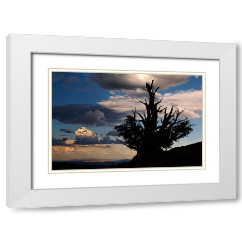 Bristlecone pine silhouetted at sunset-White Mountains-Inyo National Forest-California White Modern Wood Framed Art Print with Double Matting by Jones, Adam