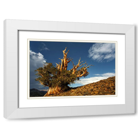 Bristlecone pine at sunset-White Mountains-Inyo National Forest-California White Modern Wood Framed Art Print with Double Matting by Jones, Adam