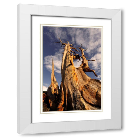 Bristlecone pine at sunset-White Mountains-Inyo National Forest-California White Modern Wood Framed Art Print with Double Matting by Jones, Adam