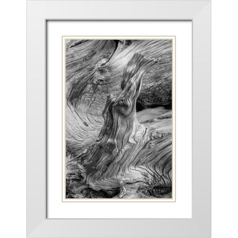 Pattern in wood of Bristlecone pine-White Mountains-Inyo National Forest-California White Modern Wood Framed Art Print with Double Matting by Jones, Adam