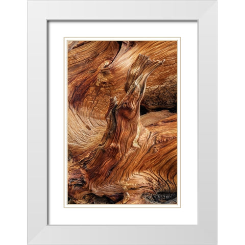 Pattern in wood of Bristlecone pine-White Mountains-Inyo National Forest-California White Modern Wood Framed Art Print with Double Matting by Jones, Adam