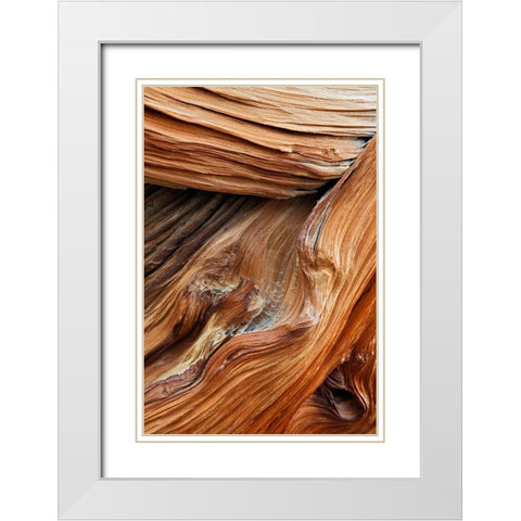 Pattern in wood of Bristlecone pine-White Mountains-Inyo National Forest-California White Modern Wood Framed Art Print with Double Matting by Jones, Adam