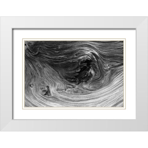 Pattern in wood of Bristlecone pine-White Mountains-Inyo National Forest-California White Modern Wood Framed Art Print with Double Matting by Jones, Adam