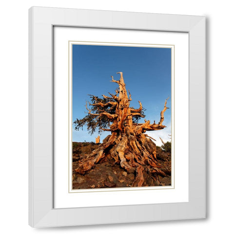 Bristlecone pine at sunset-White Mountains-Inyo National Forest-California White Modern Wood Framed Art Print with Double Matting by Jones, Adam