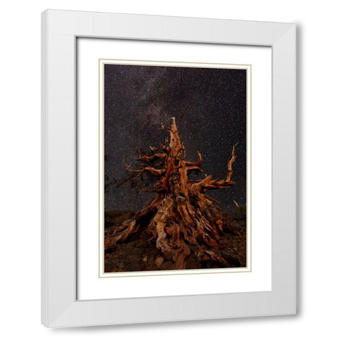 Bristlecone pine and Milky Way-White Mountains-Inyo National Forest-California White Modern Wood Framed Art Print with Double Matting by Jones, Adam