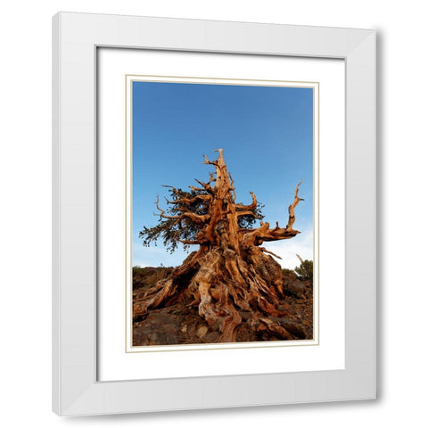 Bristlecone pine at sunset-White Mountains-Inyo National Forest-California White Modern Wood Framed Art Print with Double Matting by Jones, Adam