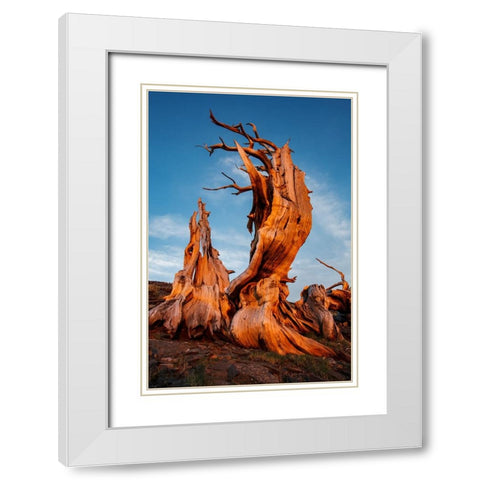 Bristlecone pine at sunset-White Mountains-Inyo National Forest-California White Modern Wood Framed Art Print with Double Matting by Jones, Adam