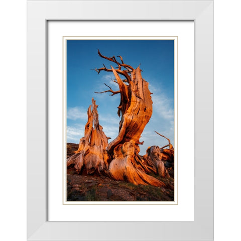Bristlecone pine at sunset-White Mountains-Inyo National Forest-California White Modern Wood Framed Art Print with Double Matting by Jones, Adam