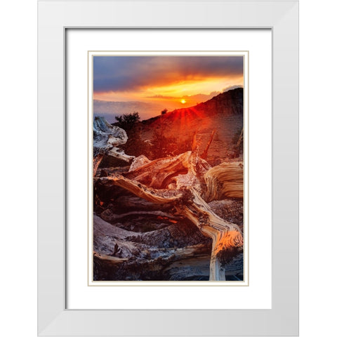 Bristlecone pine at sunset-White Mountains-Inyo National Forest-California White Modern Wood Framed Art Print with Double Matting by Jones, Adam