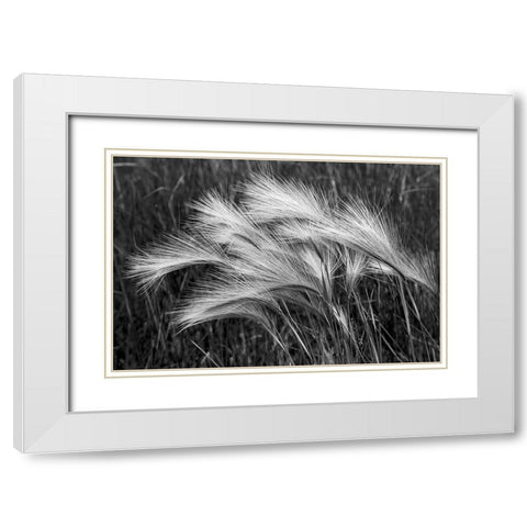 Foxtail grasses-Mono Lake-Tufa State Natural Reserve-California White Modern Wood Framed Art Print with Double Matting by Jones, Adam