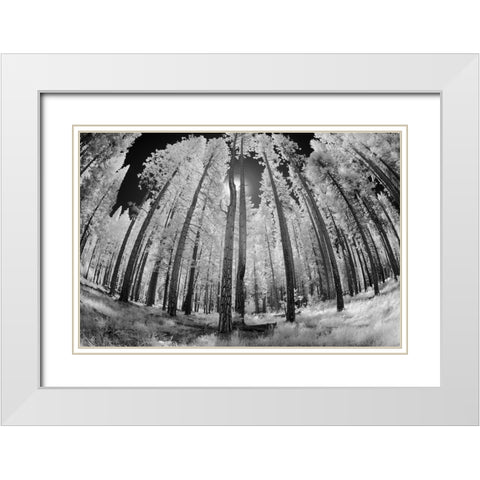 Infrared image of view up through trees-Yosemite National Park-California White Modern Wood Framed Art Print with Double Matting by Jones, Adam