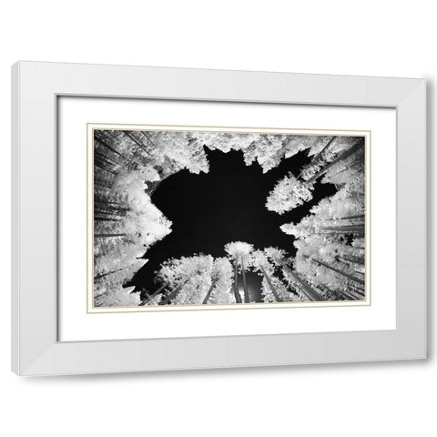 Infrared image of view up through trees-Yosemite National Park-California White Modern Wood Framed Art Print with Double Matting by Jones, Adam