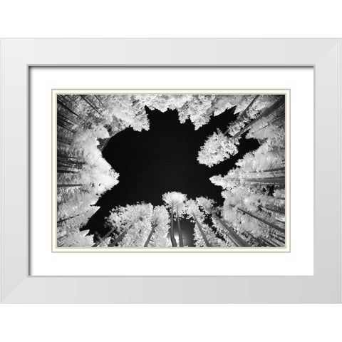 Infrared image of view up through trees-Yosemite National Park-California White Modern Wood Framed Art Print with Double Matting by Jones, Adam