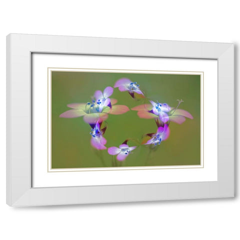 Abstract of Davy Gilia flowers-Antelope Valley California Poppy Preserve-Lancaster-California White Modern Wood Framed Art Print with Double Matting by Jones, Adam