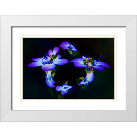 Abstract of Davy Gilia flowers-Antelope Valley California Poppy Preserve-Lancaster-California White Modern Wood Framed Art Print with Double Matting by Jones, Adam
