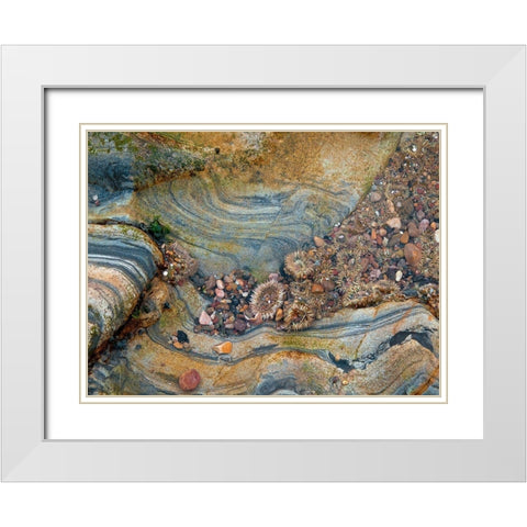 Tidal Pool-Point Lobos-California White Modern Wood Framed Art Print with Double Matting by Miller, Anna