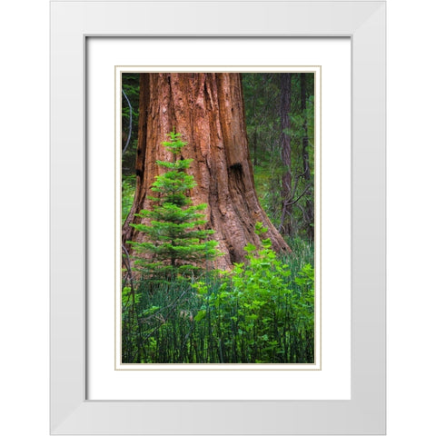 Mariposa Grove-Yosemite-Sierra Mountains-California-USA White Modern Wood Framed Art Print with Double Matting by Miller, Anna