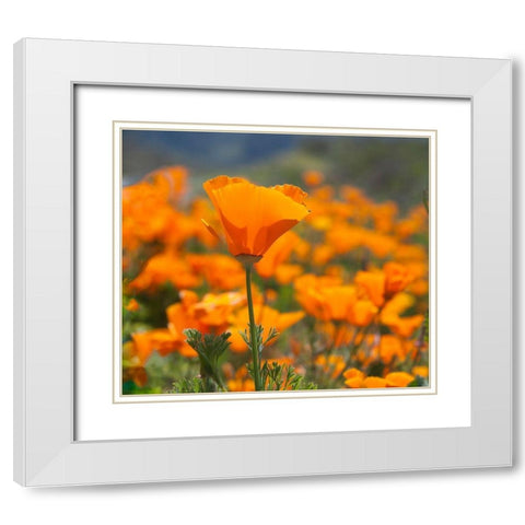 California Poppies-Big Sur-California-USA White Modern Wood Framed Art Print with Double Matting by Miller, Anna