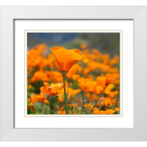 California Poppies-Big Sur-California-USA White Modern Wood Framed Art Print with Double Matting by Miller, Anna