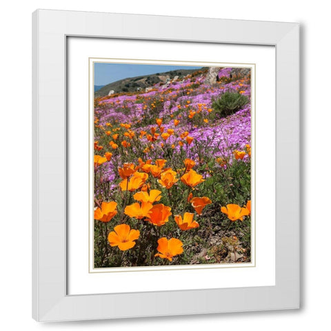 California Poppies-Big Sur-California-USA White Modern Wood Framed Art Print with Double Matting by Miller, Anna